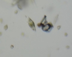 Euglena viridis
