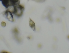 Euglena viridis