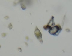 Euglena viridis