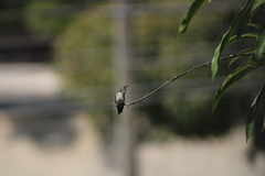 Cynanthus doubledayi