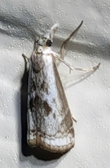 Microcrambus croesus