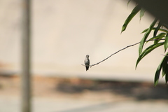 Cynanthus doubledayi