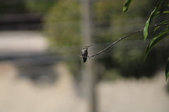 Cynanthus doubledayi