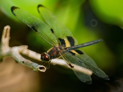 Rhyothemis phyllis apicalis