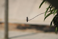 Cynanthus doubledayi