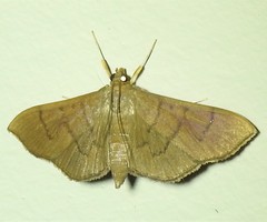 Omiodes origoalis