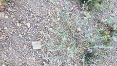 Pectocarya linearis ferocula