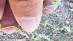 Pectocarya linearis ferocula