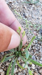 Chorizanthe brevicornu