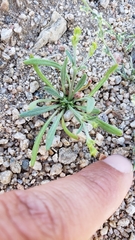 Chorizanthe brevicornu
