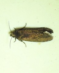 Cryptaspasma sordida