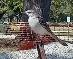 Mimus polyglottos image