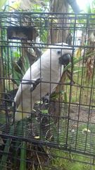 Cacatua alba