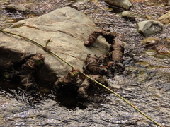 Darmera peltata