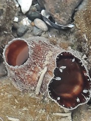 Zirfaea
