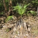 Sand Palm - Photo (c) J Brew, some rights reserved (CC BY-SA), uploaded by J Brew
