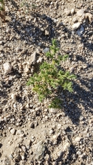 Loeflingia squarrosa