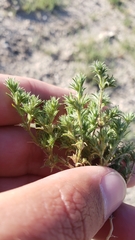 Loeflingia squarrosa