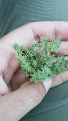 Loeflingia squarrosa