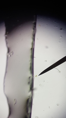 Desmodesmus communis