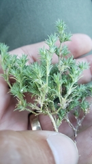 Loeflingia squarrosa