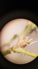 Loeflingia squarrosa