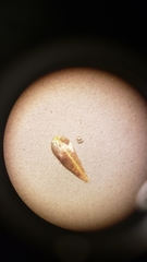 Loeflingia squarrosa