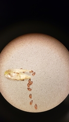 Loeflingia squarrosa