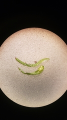 Loeflingia squarrosa