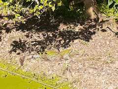 Crocodylia