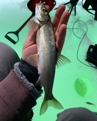 Mylocheilus caurinus