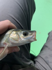 Mylocheilus caurinus