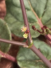 Eriogonum wetherillii