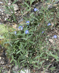 Evolvulus arizonicus