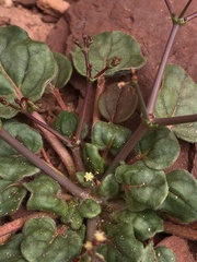 Eriogonum wetherillii