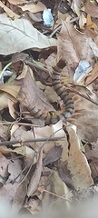 Scolopendra morsitans