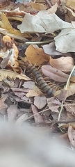 Scolopendra morsitans