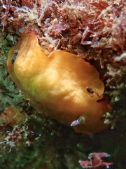 Aphelodoris