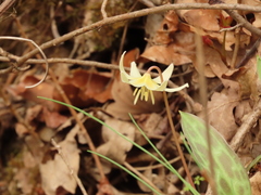 Erythronium citrinum