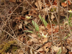 Erythronium citrinum