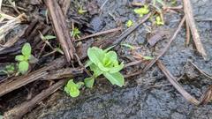 Centaurium japonicum