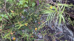 Chamaecrista garambiensis