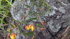 Chamaecrista garambiensis