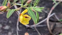 Chamaecrista garambiensis