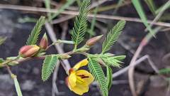 Chamaecrista garambiensis