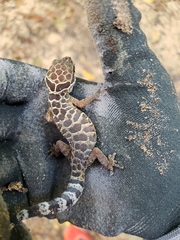 Cyrtodactylus zebraicus