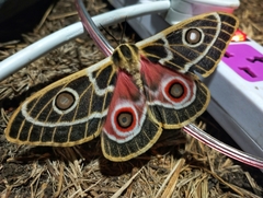Bunaeopsis zaddachii