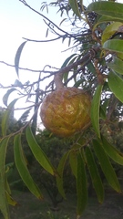 Annona reticulata