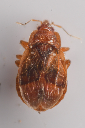 Nidicola jaegeri