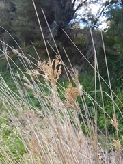 Juncus sarophorus